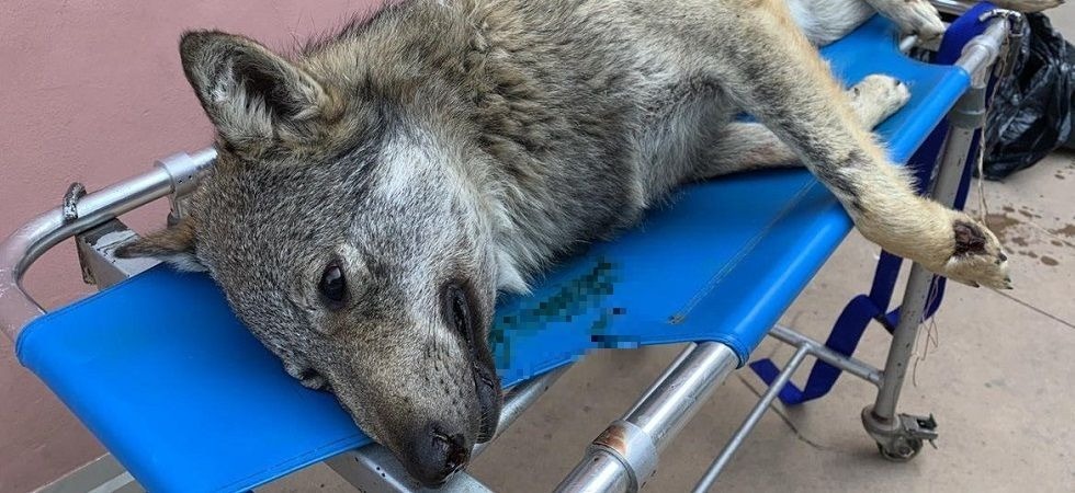 Morta una lupa, la carcassa trovata a bordo strada